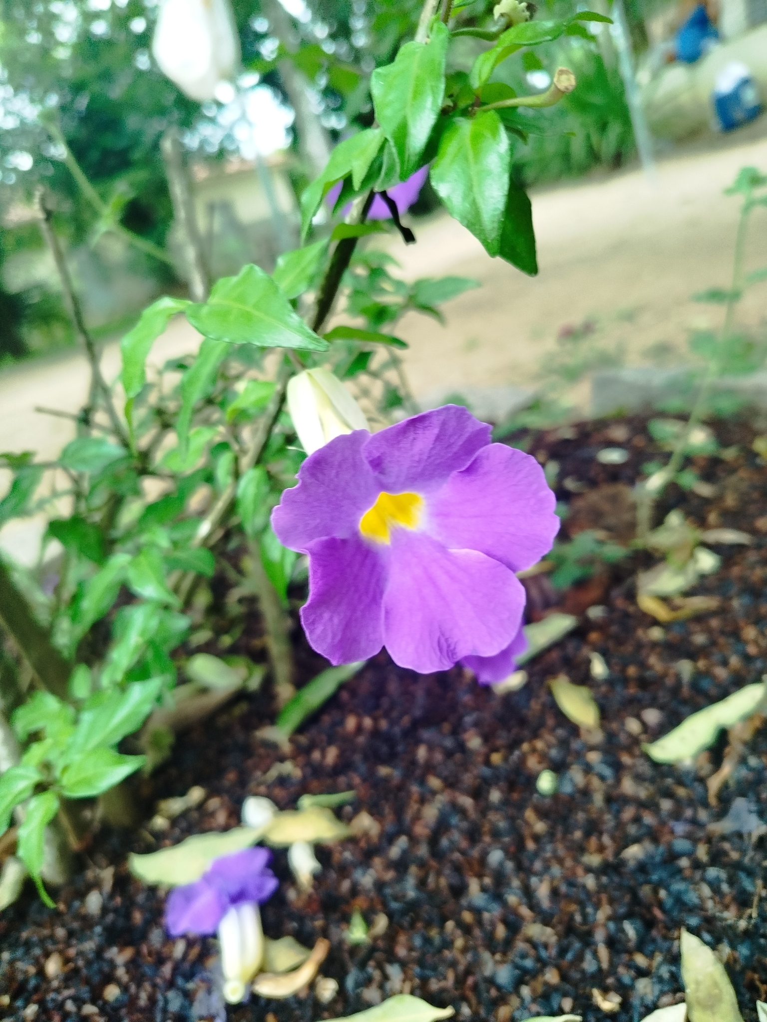 Thunbergia erecta