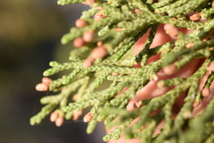 Juniperus grandis
