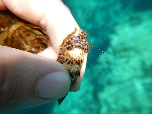 Pagurus anachoretus