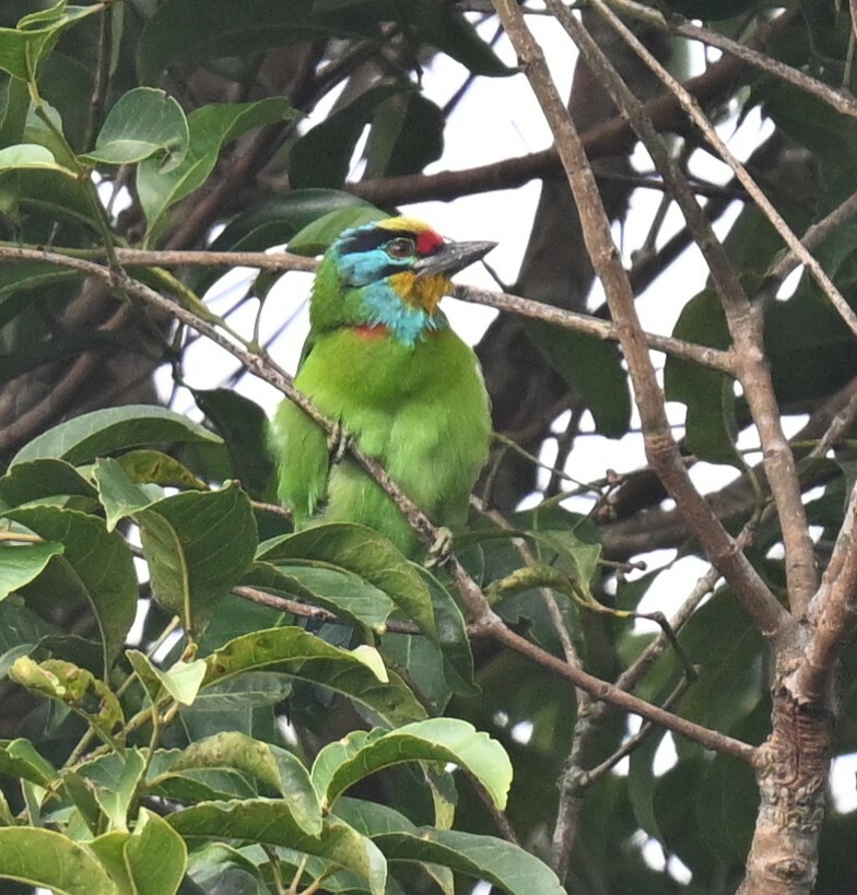 Black-browed Barbet