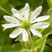 Water Chickweed - Photo (c) Sarah, some rights reserved (CC BY)