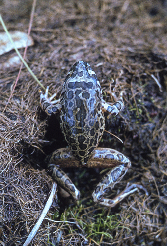 Nganha Night Frog