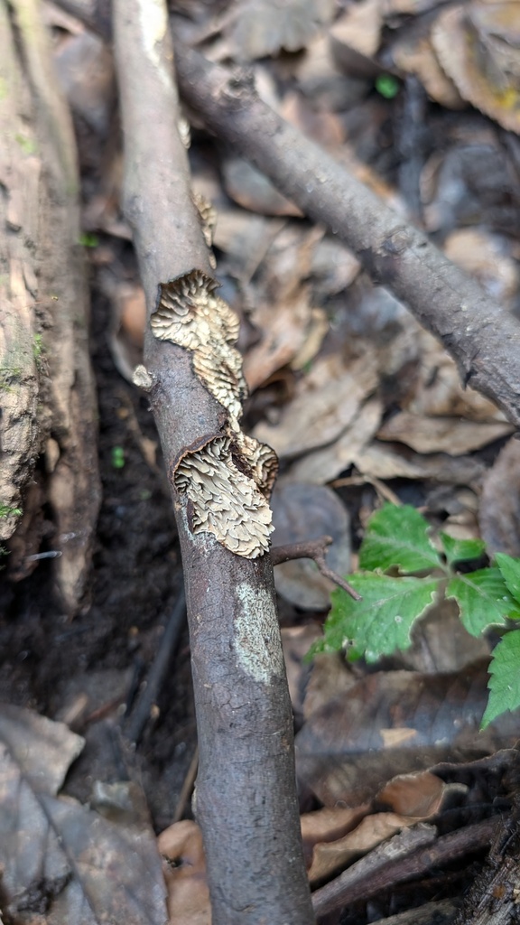 Daedaleopsis styracina · November 2024 · photo: © atsushi_nakajima_cirque (iNaturalist, cc-by)