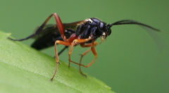 Diplazontinae