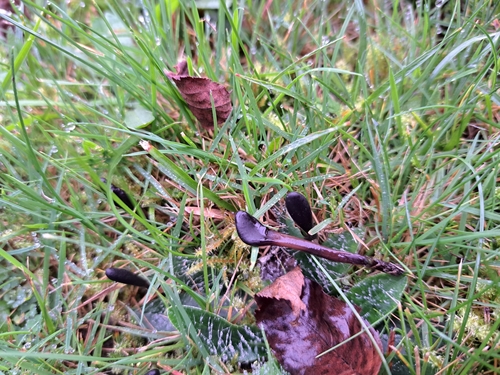 Glutinoglossum glutinosum, 2024-11-09