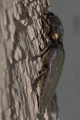 Deilelater physoderus