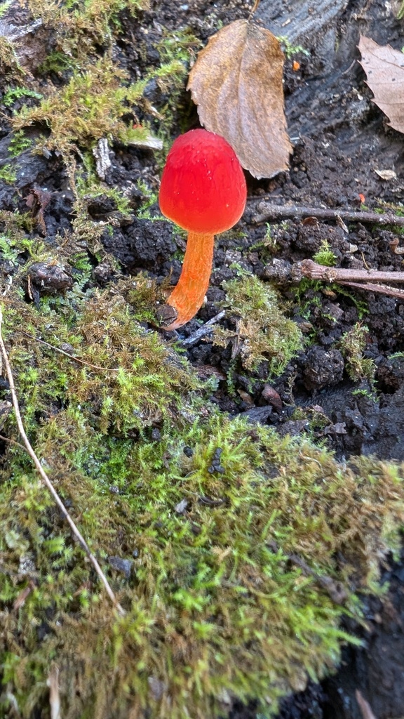 Pluteus aurantiorugosus · November 2024 · photo: © atsushi_nakajima_cirque (iNaturalist, cc-by)