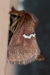 Monoleuca semifascia