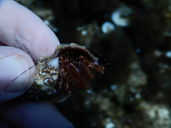 Pagurus anachoretus