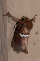 Monoleuca semifascia