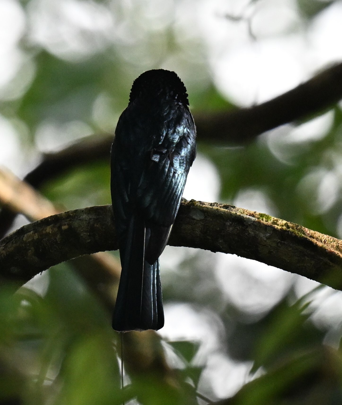 Lesser Racket-tailed Drongo