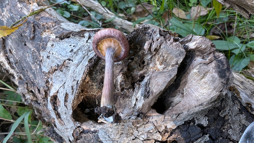 Gymnopilus luteofolius · November 2024 · photo: © atsushi_nakajima_cirque (iNaturalist, cc-by)