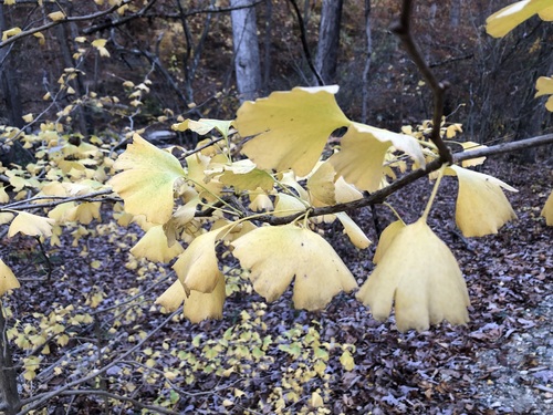 Image of Ginkgo biloba by (c) jonsense, some rights reserved (CC BY)