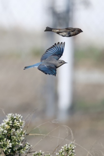 Mountain Bluebird (Sialia currucoides), photo 9