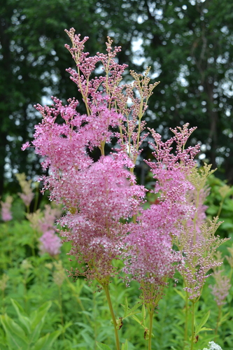 Image of Filipendula rubra by (c) Brett Ortler, some rights reserved (CC BY)