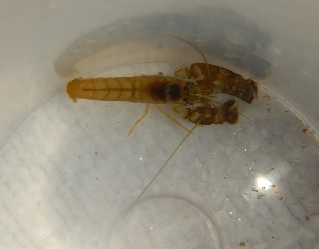 Mediterranean snapping prawn