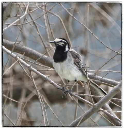 Moroccan Wagtail