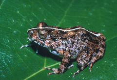 Foulassi Screeching Frog photo 2