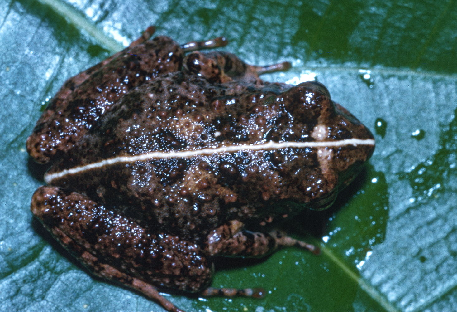 Arthroleptis adelphus Perret, 1966