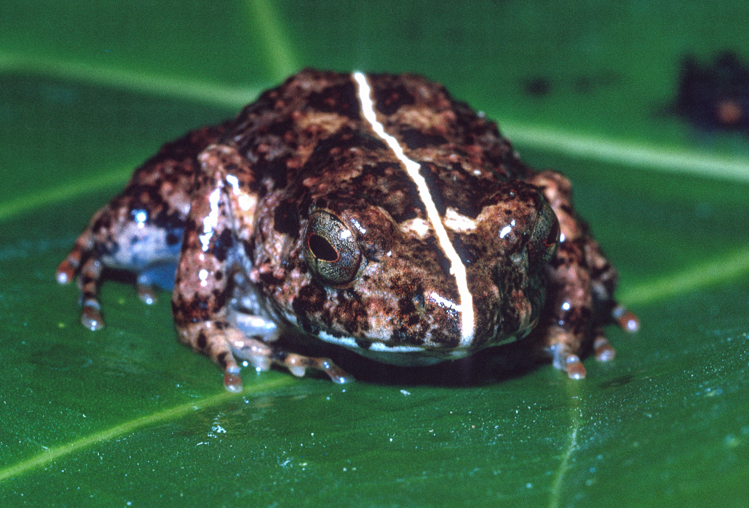 Arthroleptis adelphus Perret, 1966