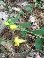 Aureolaria grandiflora