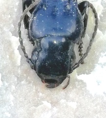 Tanythrix edura