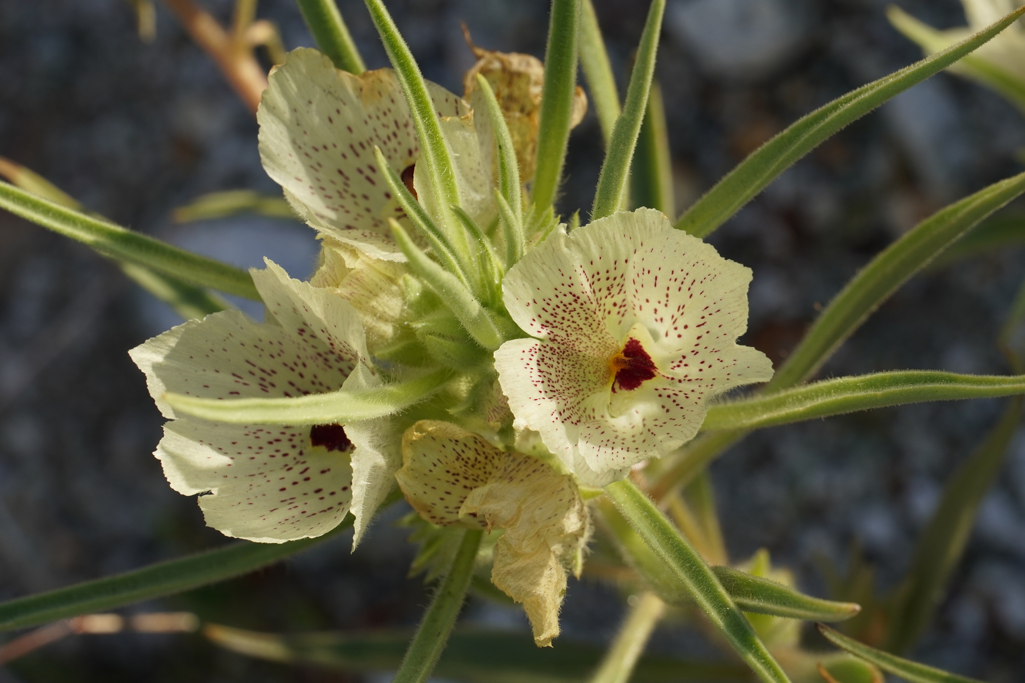Mohavea confertiflora