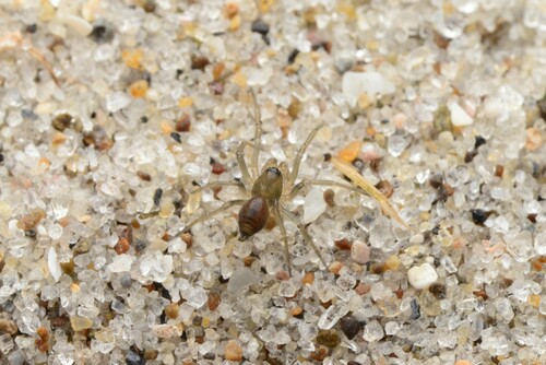 Spider