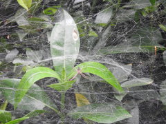 Cyrtophora guangxiensis