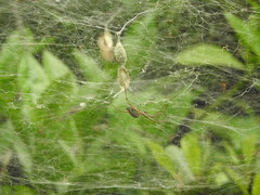 Cyrtophora guangxiensis