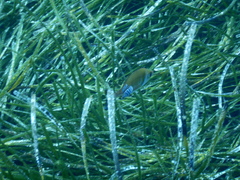 Spondyliosoma cantharus