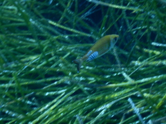 Spondyliosoma cantharus