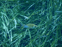 Spondyliosoma cantharus