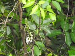 Derris trifoliata