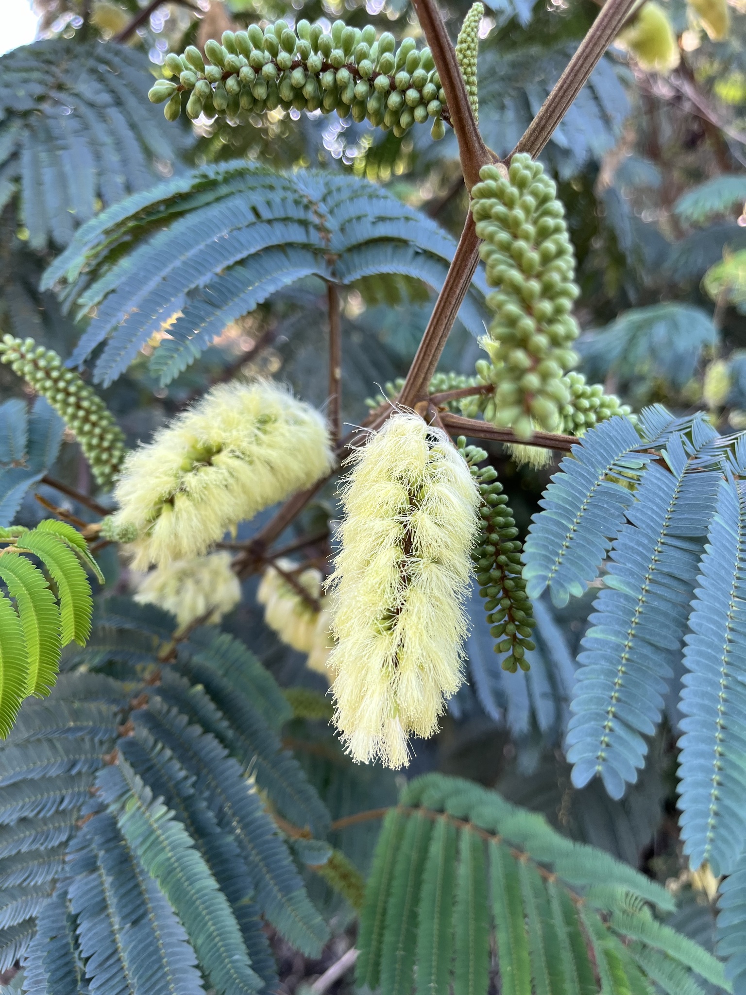 Paraserianthes lophantha