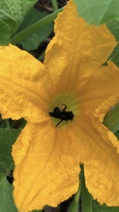 Melissodes bimaculatus