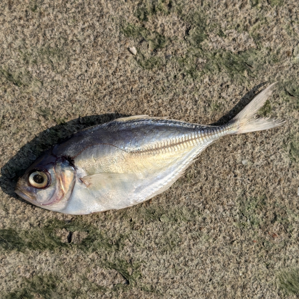 banded scad
