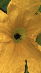 Melissodes bimaculatus