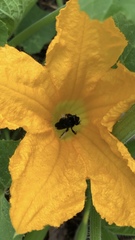 Melissodes bimaculatus