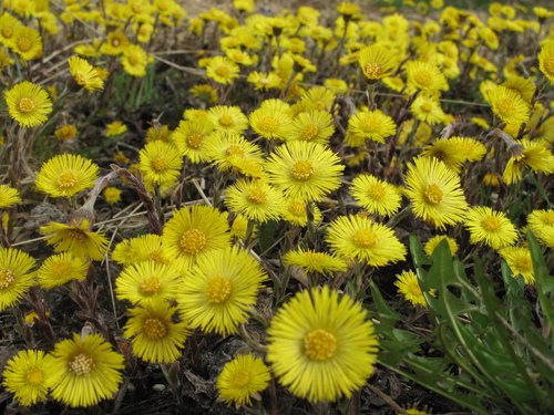 Ankstyvasis šalpusnis nuotrauka