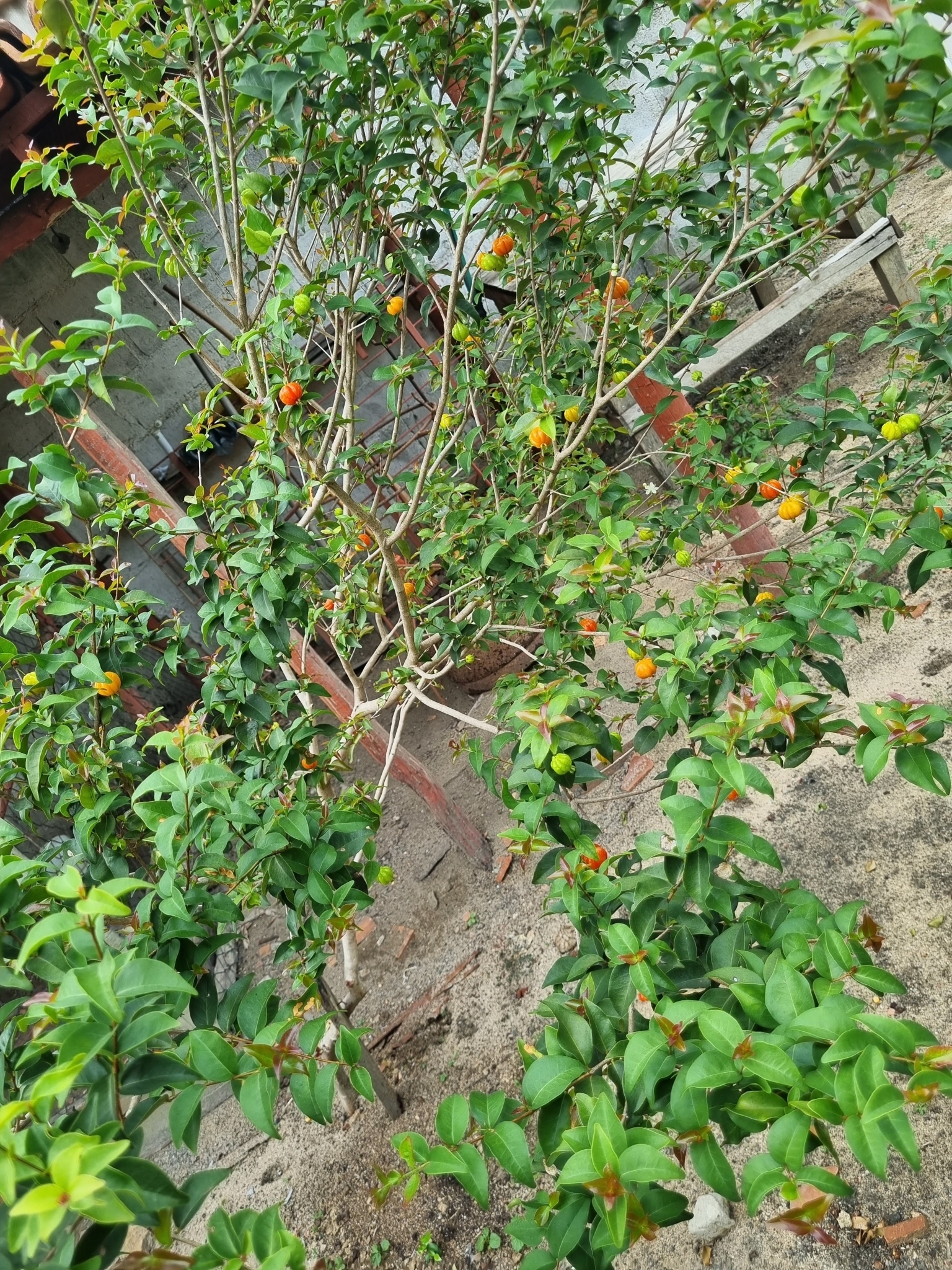 Eugenia uniflora