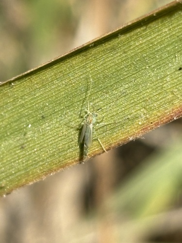 iNaturalist observation photo of Non-biting Midges
