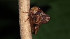 Telamona maculata
