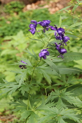 Aconitum variegatum