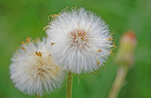 Ankstyvasis šalpusnis nuotrauka