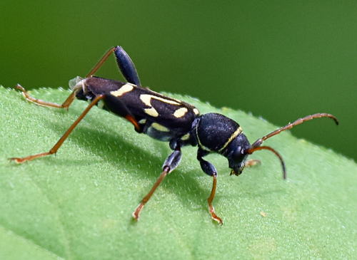 Round-necked Longhorn Beetle photo 3