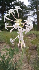 Ipomopsis aggregata candida