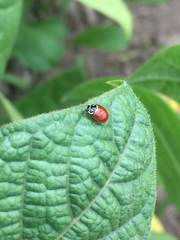 Cycloneda emarginata