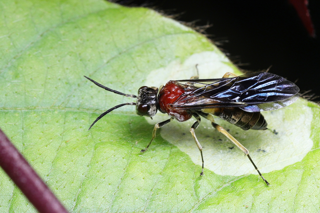 Nepala