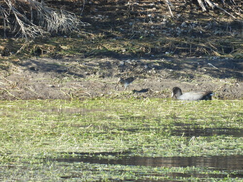 iNaturalist observation photo of Wilson's Snipe